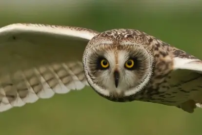 Europa’s indrukwekkendste jagers. De fascinerende wereld van roofvogels en uilen.