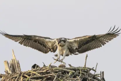 Vogels kijken in de Hollandse en Nieuwe Dordtse Biesbosch