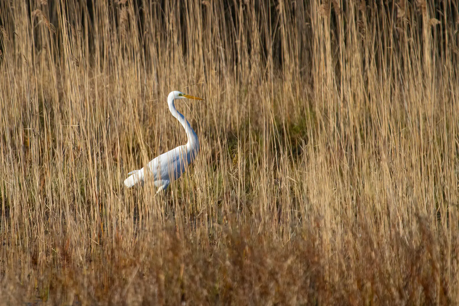 Schiermonnikoog