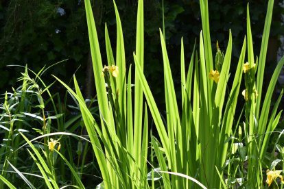 Het buitenleven in je eigen tuin in beeld gebracht