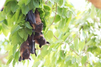 Doe jij dit weekend mee met de vleermuizentelling?