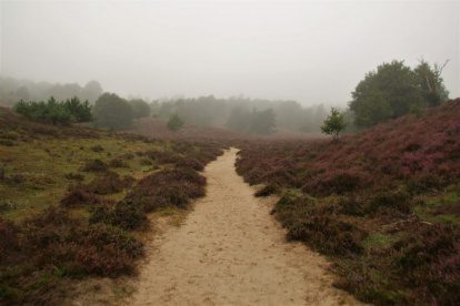 Het ontwaken van de Posbank op de Veluwe