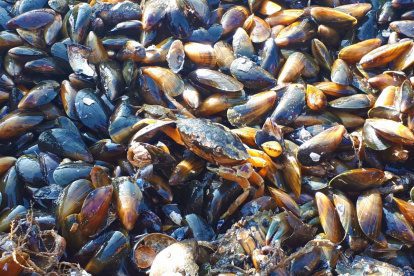 Een dagje naar Mosseldorp Bruinisse: traditie en ambitie in Zeeland