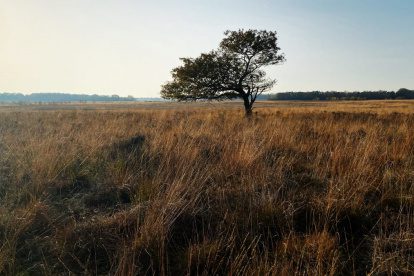 Het Mantingerveld | Wandelen en kamperen in Oost-Nederland
