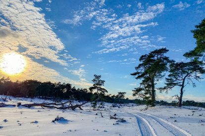 Fotoverslag van een winterse wandeling op de Hoge Veluwe