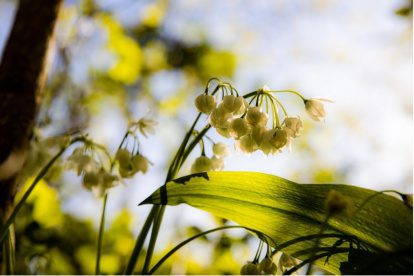 Fotoverslag | Flora en fauna dichtbij huis