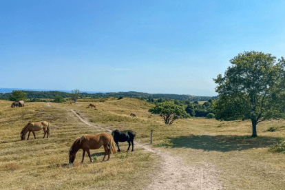 Mols Bjerge Trail in Denemarken is nu ook een Leading Quality Trail