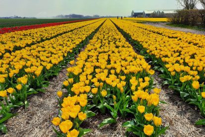 FIETSEN IN NEDERLAND | Tulpenfietsroute in de kop van Noord-Holland