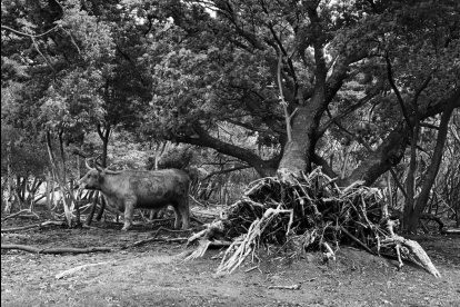 Wandelen in Nederland | Op grote stille heidevelden van het Gooi