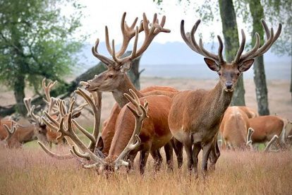 Fotograaf Arnoldus deelt zijn mooiste zomerfoto's van de Veluwe