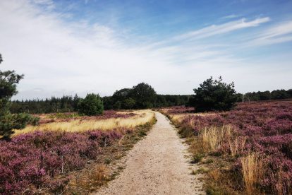 Dit is één van de mooiste wandelroutes over de Sallandse Heuvelrug