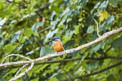 Deze zes plekken in Nederland zijn geweldig om vogels te spotten
