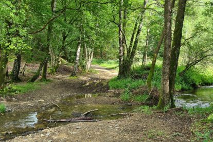 Mountainbiken bij Spa in de Belgische Ardennen