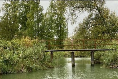 Wandeltips NL | Bevers spotten en wandelen in de Biesbosch
