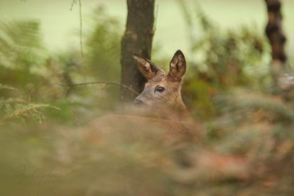 Wandelen in wonderschoon Twente.