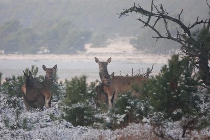 Wild spotten tijdens een winterse wandeling op de Veluwe