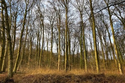 Een echte OutdoorDichtbij wandeling bij Oosterbeek (16km, 3 uur)