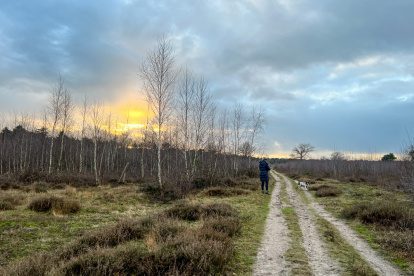 Bos, heide en wildlife op de Maashorst in Brabant