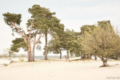 De Brabantse Sahara door de ogen van twee fotografen