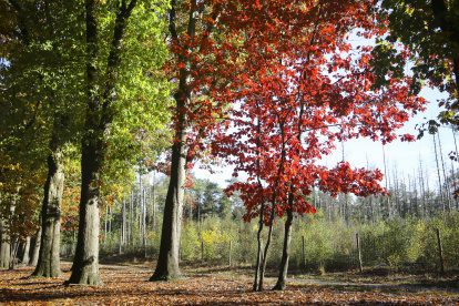 Mijn beste tips voor een heerlijke herfstdag op de Veluwe