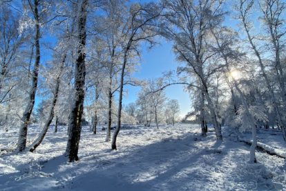 Deelerwoud: de laatste tekenen van de winter