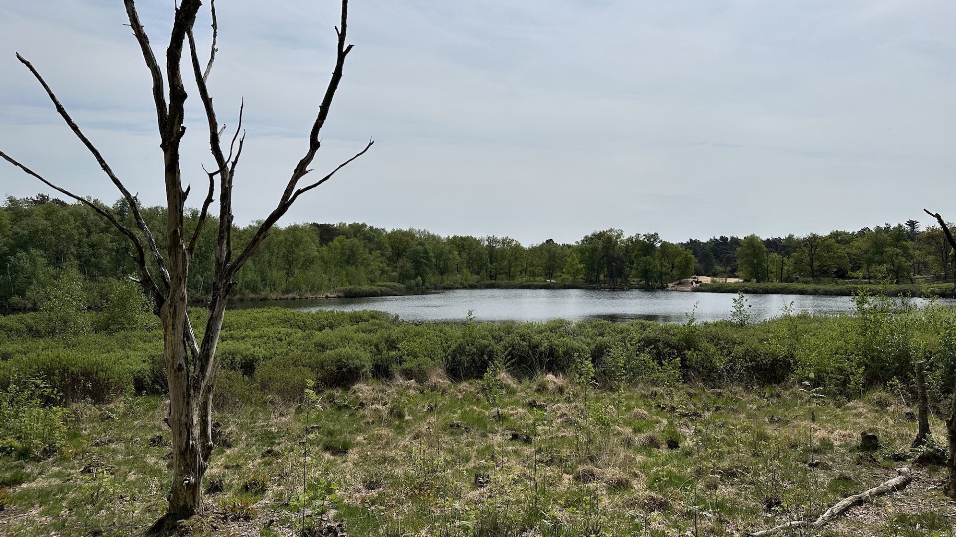 Siepelveen Drentsche Aa 