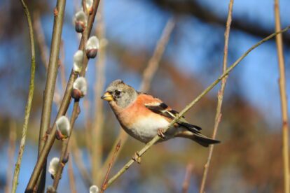 Vogelsoorten die je deze herfst móet zien