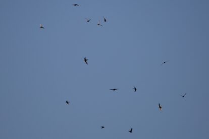 Sterke opmars van vale gierzwaluw in Nederland