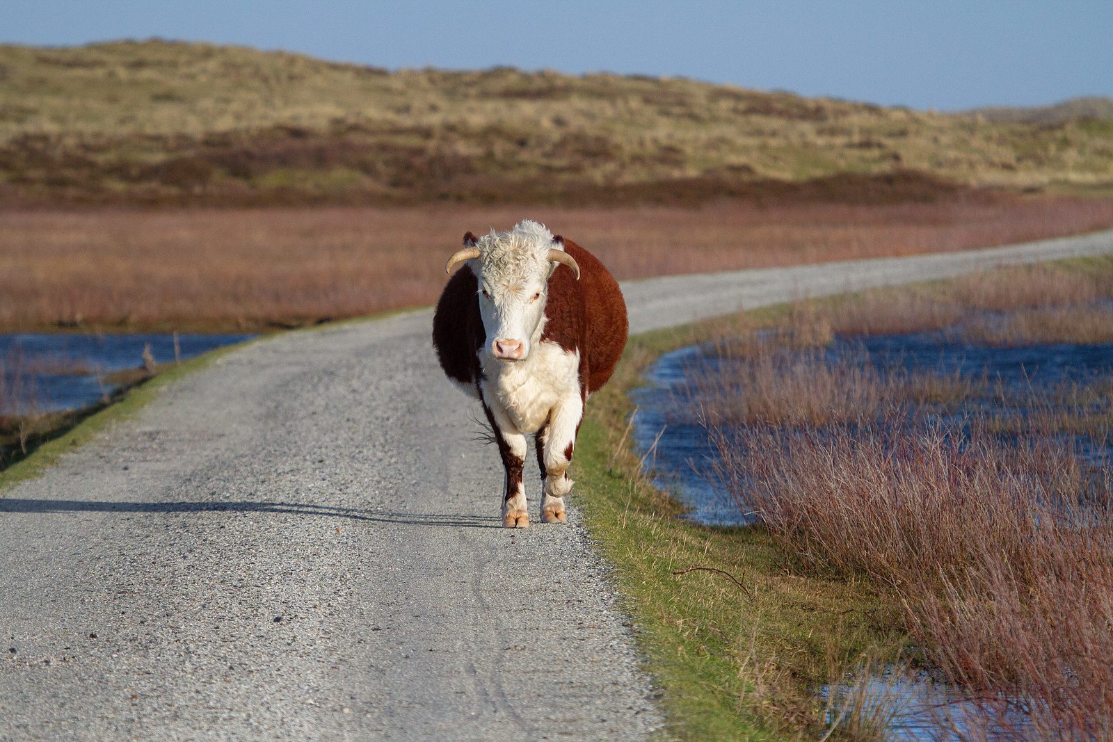 Terschelling