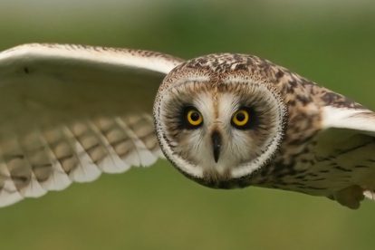 Europa’s indrukwekkendste jagers. De fascinerende wereld van roofvogels en uilen.