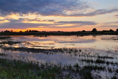 Vogels kijken in de Binnenveldse Hooilanden