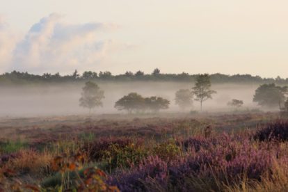 Onder de witte mistdeken ontwaakt de bloeiende Zuiderheide