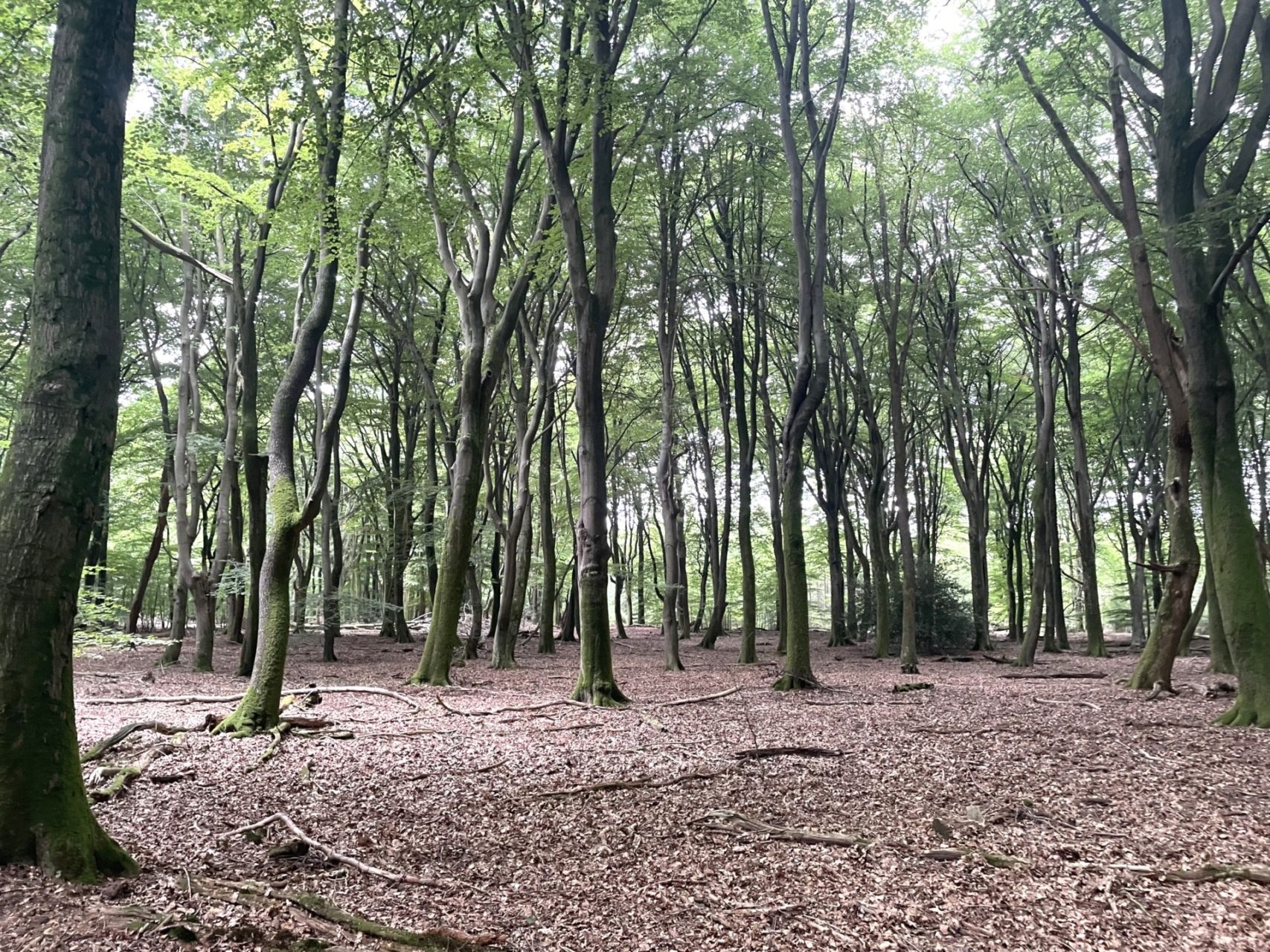 Wandelen in het Speulderbos, tussen Garderen en Putten.