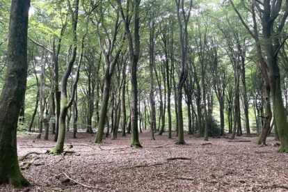 Wandelen in het Speulderbos, tussen Garderen en Putten.